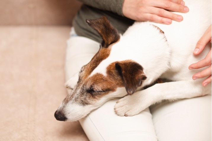How to Make the Most of the Healing Process After Losing a Dog