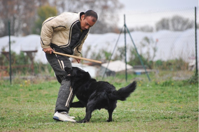 Dog Obedience Class Viral Video