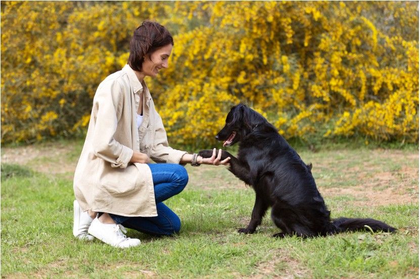 What Makes a Dog Obedience Class Video Go Viral?