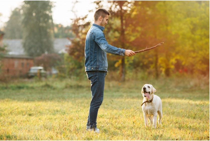 How long does it take to train my dog