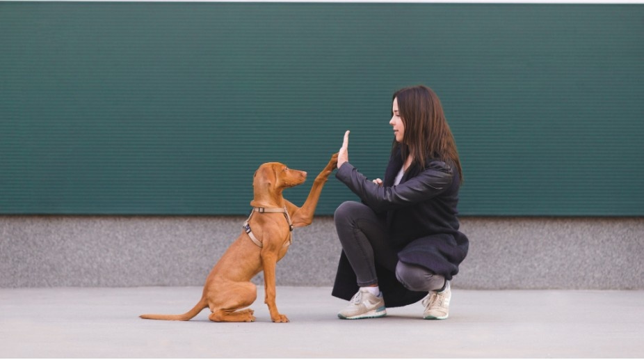 How Can You Make the Most of a Dog Obedience Class