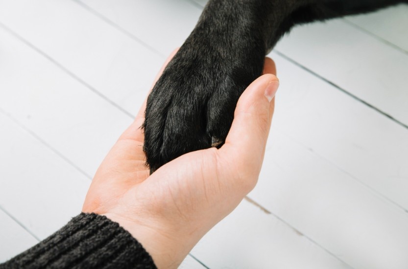 Loss of a Dog Quotes to Help You Heal
